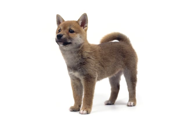 犬